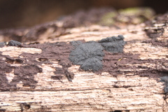 Glonium stellatum