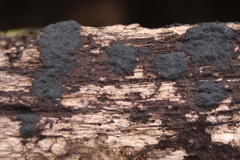 Glonium stellatum