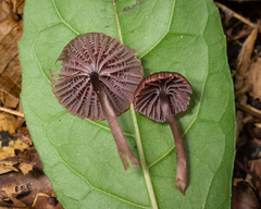Mycena holoporphyra