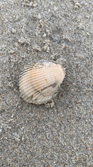 Noetia ponderosa