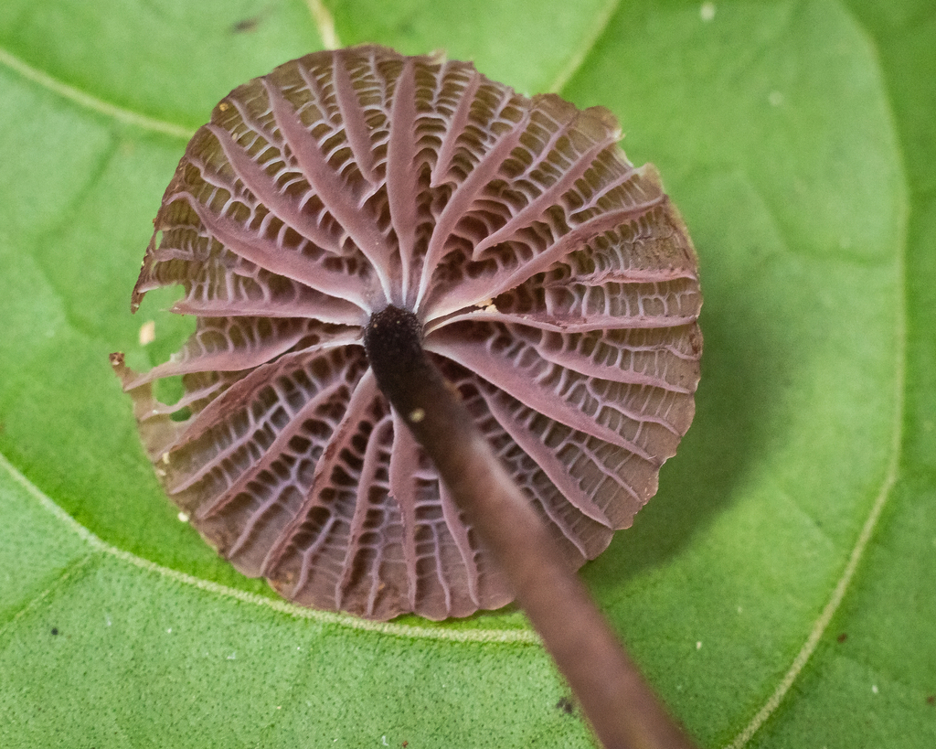 Mycena holoporphyra