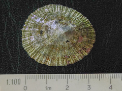 Patella ulyssiponensis