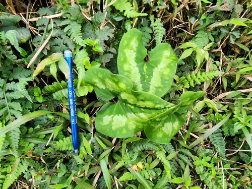 Asarum macranthum, photograph 3