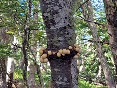 Fungi