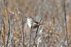 Cistothorus palustris