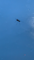 Culex quinquefasciatus