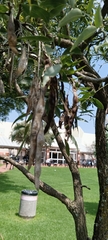 Bolusanthus speciosus