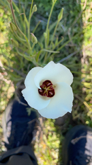 Calochortus catalinae