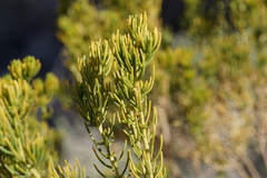 Peucephyllum schottii