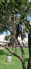 Bolusanthus speciosus
