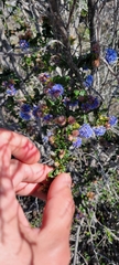 Ceanothus