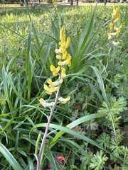 Corydalis micrantha