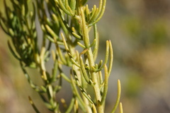 Peucephyllum schottii