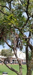 Bolusanthus speciosus