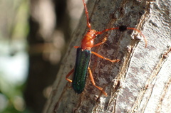 Compsocerus