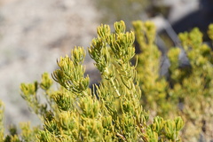Peucephyllum schottii