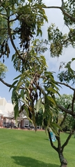 Bolusanthus speciosus
