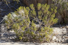 Peucephyllum schottii