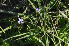Houstonia pusilla