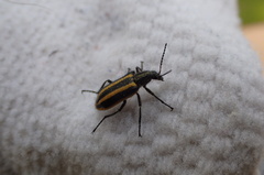 Astylus vittaticollis