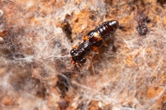 Megalopinus caelatus