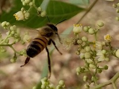Apis mellifera