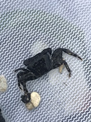 Metopograpsus thukuhar