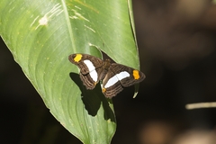 Adelpha basiloides