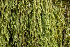 Hypnum cupressiforme filiforme