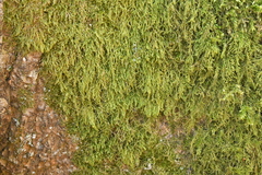 Hypnum cupressiforme filiforme