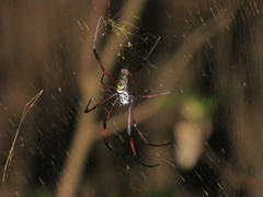 Trichonephila inaurata madagascariensis