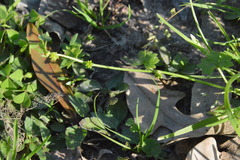 Ranunculus platensis