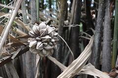 Nypa fruticans