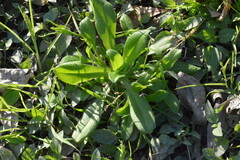 Myosotis macrosperma
