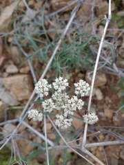 Lomatium nevadense