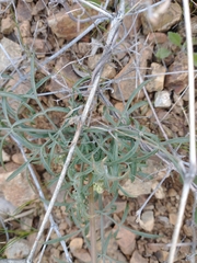Lomatium nevadense