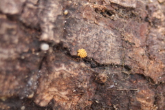 Oligonema schweinitzii