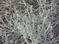 Teucrium capitatum