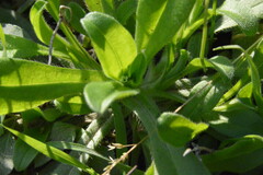 Myosotis macrosperma