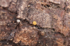 Oligonema schweinitzii