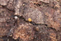 Oligonema schweinitzii