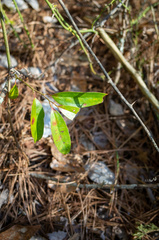Smilax laurifolia