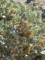 Atriplex hymenelytra