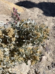 Atriplex hymenelytra