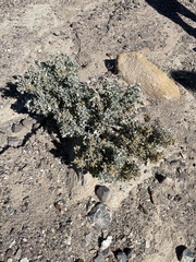 Atriplex hymenelytra