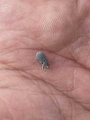 Trichobaris compacta