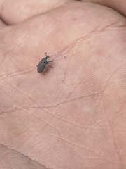 Trichobaris compacta