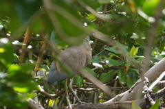 Tigrisoma mexicanum