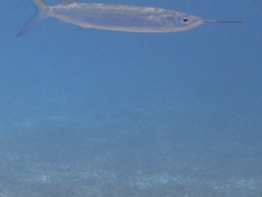 Hemiramphus brasiliensis