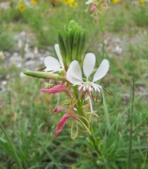 Oenothera suffulta